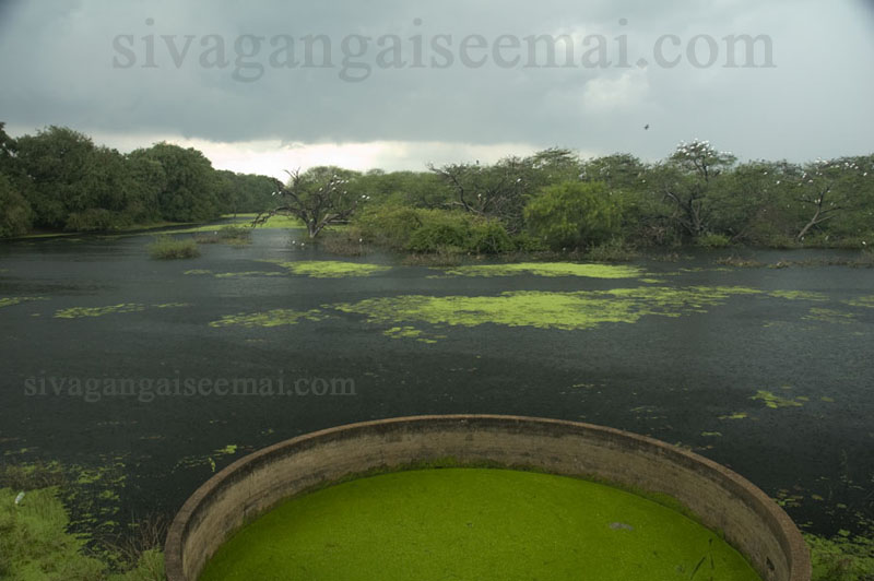 vettangudi bird sanctuary